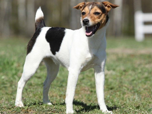 Parson Russell Terrier thumbnail